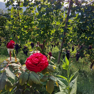 Dardi Le Rose Barolo Bussia - Latitude Wine & Liquor Merchant