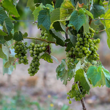 Darroze les Grands Assemblages 20yo - Latitude Wine & Liquor Merchant