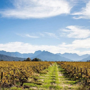 Daschbosch Mossiesdrift Steen - Latitude Wine & Liquor Merchant