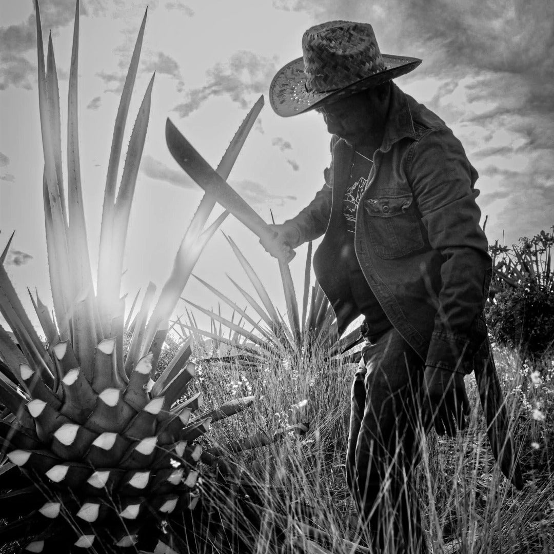 Del Maguey Vida - Latitude Wine & Liquor Merchant