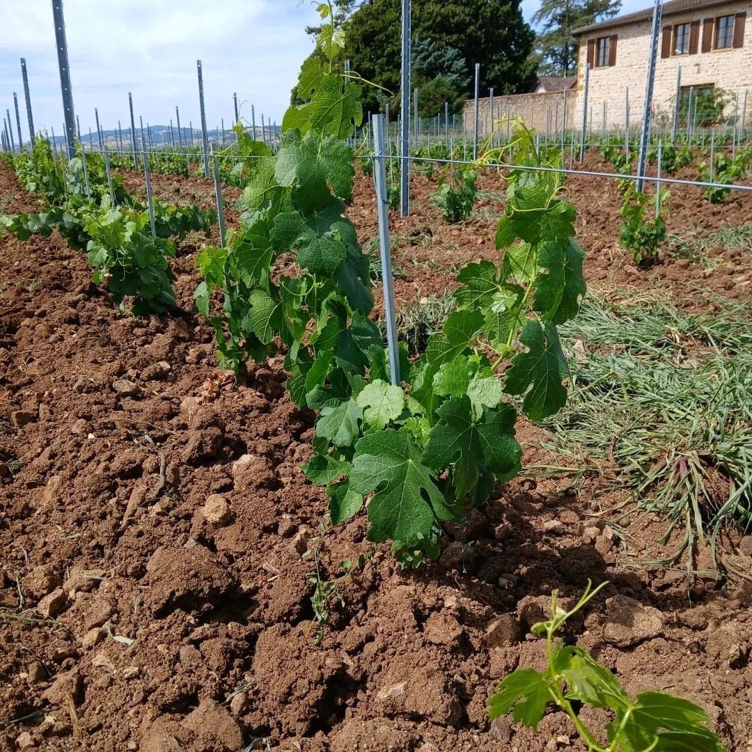 Divin Pet Nat Rose - Latitude Wine & Liquor Merchant