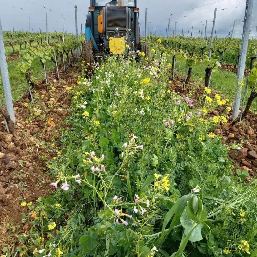 Divin Pet Nat Rose - Latitude Wine & Liquor Merchant