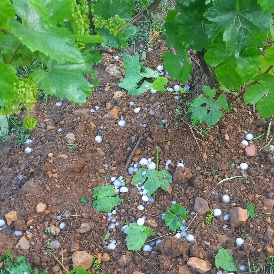 Divin Pet Nat Rose - Latitude Wine & Liquor Merchant