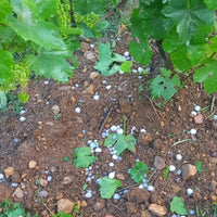 Divin Pet Nat Rose - Latitude Wine & Liquor Merchant