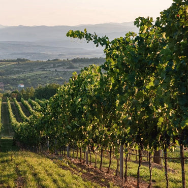 Doja Prokupac - Latitude Wine & Liquor Merchant