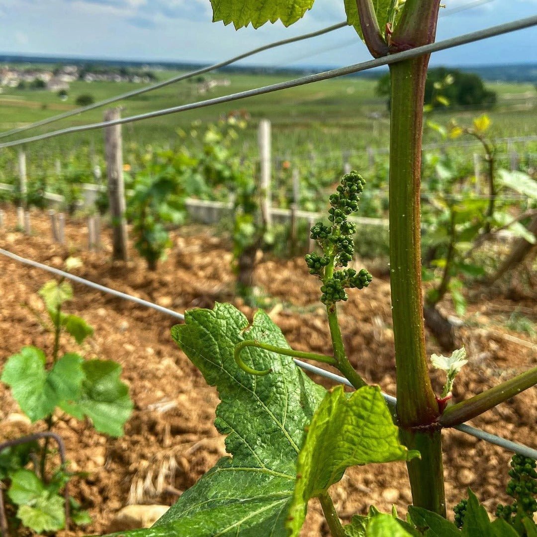 Domaine Alain Chavy Puligny - Montrachet Les 8 Climats - Latitude Wine & Liquor Merchant