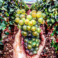 Domaine Alain Chavy Puligny - Montrachet Les 8 Climats - Latitude Wine & Liquor Merchant