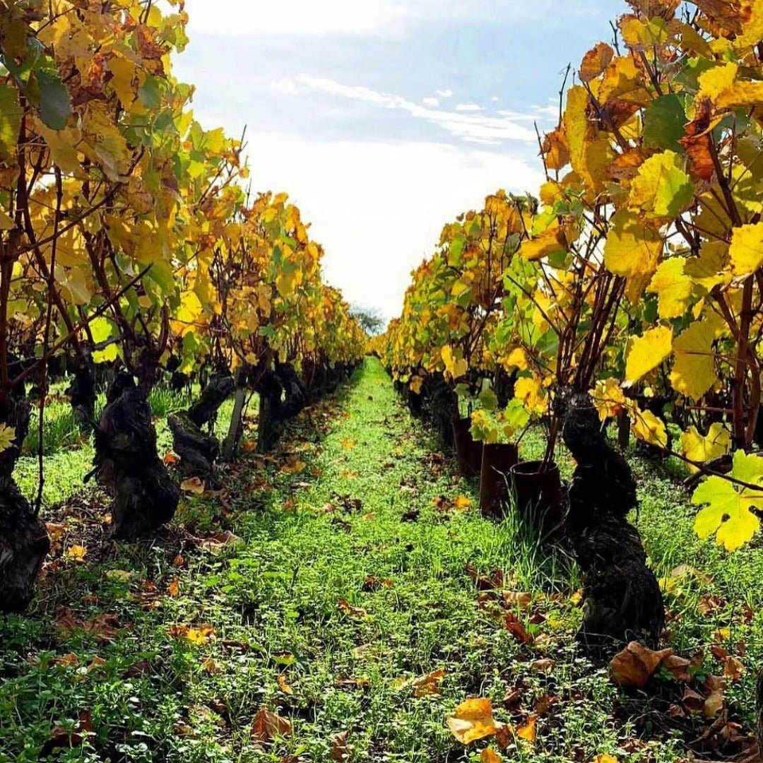 Domaine Alain Chavy Puligny - Montrachet Les 8 Climats - Latitude Wine & Liquor Merchant