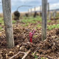 Domaine Alain Chavy Puligny - Montrachet Les 8 Climats - Latitude Wine & Liquor Merchant