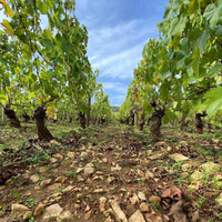 Domaine Alain Chavy Puligny - Montrachet Les 8 Climats - Latitude Wine & Liquor Merchant