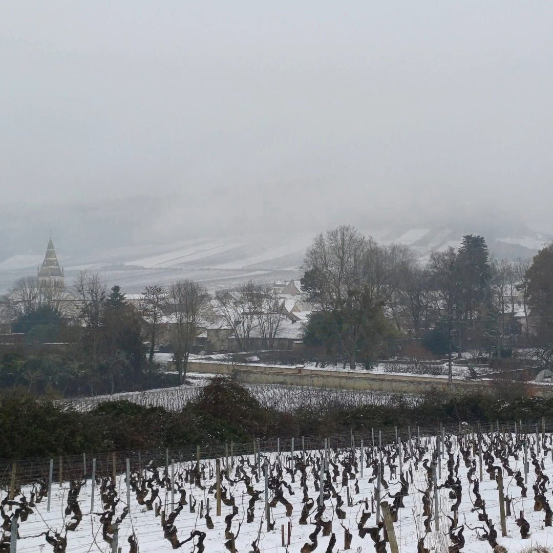 Domaine Berthelemot Pommard Village - Latitude Wine & Liquor Merchant