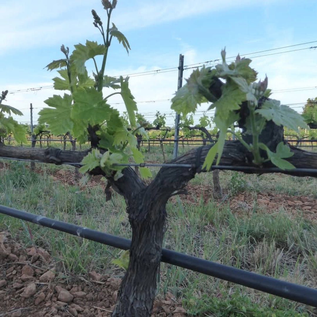 Domaine de la Vieille Tour Provence Rose - Latitude Wine & Liquor Merchant