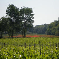 Domaine De L'Herbe Sainte Minervois Tradition - Latitude Wine & Liquor Merchant