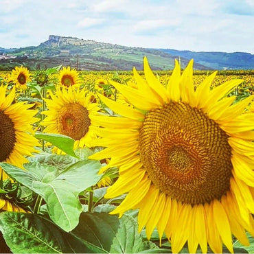 Domaine Des Deux Roches Saint - Veran - Latitude Wine & Liquor Merchant