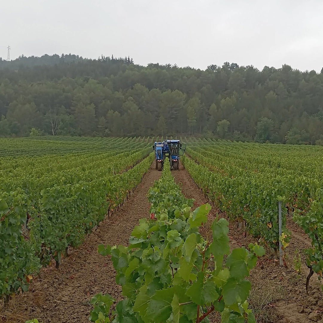 Domaine Des Deux Roches Saint - Veran - Latitude Wine & Liquor Merchant