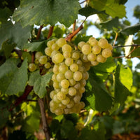 Domaine Des Deux Roches Saint - Veran - Latitude Wine & Liquor Merchant