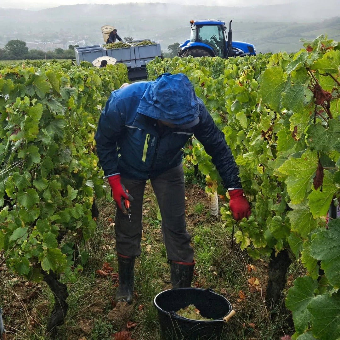 Domaine Des Deux Roches Saint - Veran - Latitude Wine & Liquor Merchant
