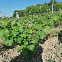 Domaine Des Gauletteries Jasnieres Chenin Blanc - Latitude Wine & Liquor Merchant