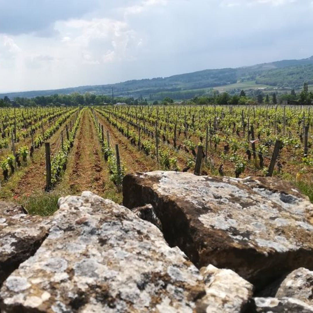 Domaine Des Tournons Tripoz Bourgogne Pinot Noir - Latitude Wine & Liquor Merchant