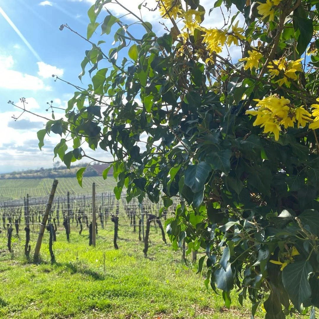Domaine Fernand Engel Crement D'Alsace Brut Chardonnay - Latitude Wine & Liquor Merchant