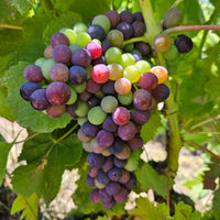Domaine Galuval Le Coq Volant Cote Du Rhone Villages Rouge - Latitude Wine & Liquor Merchant