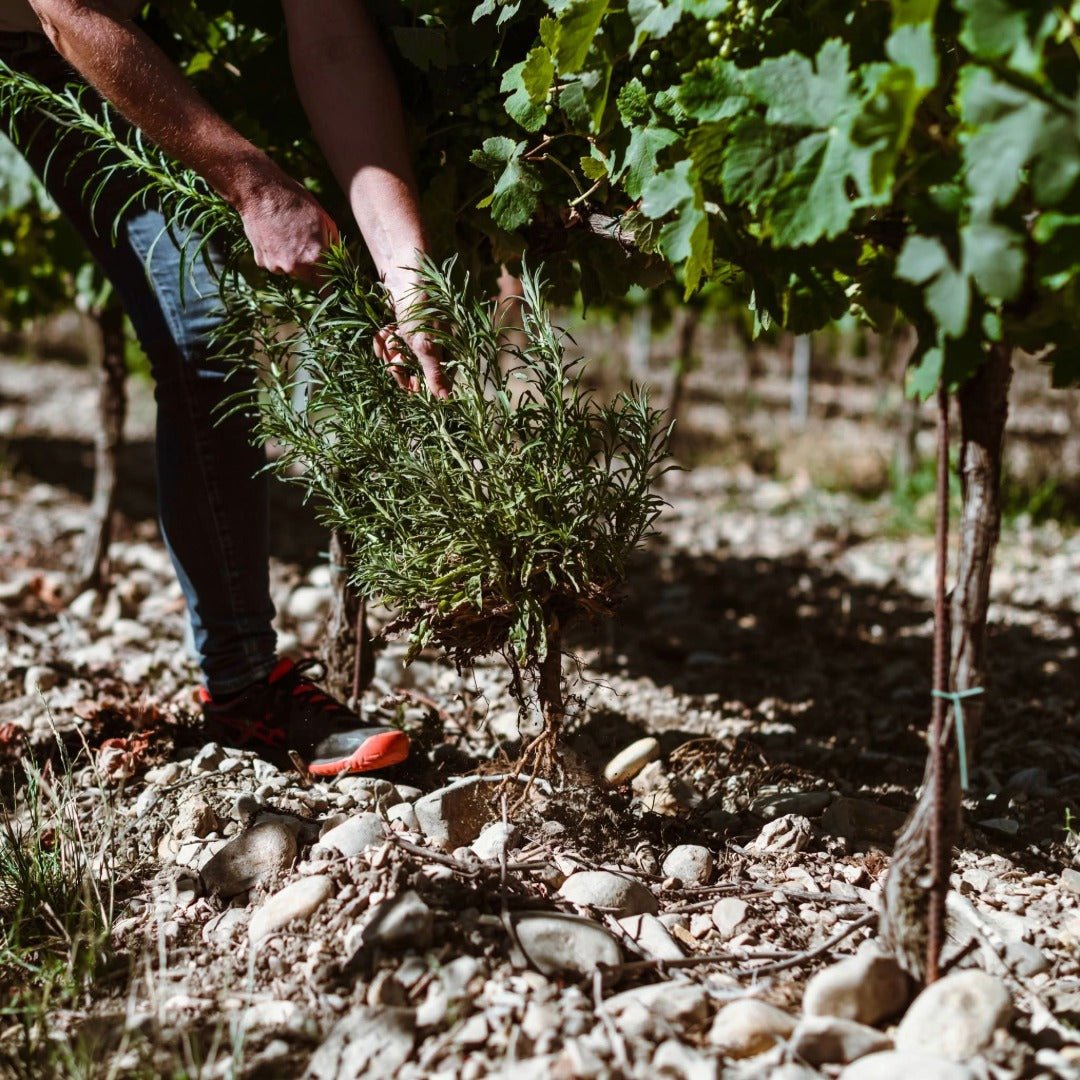 Domaine Galuval Le Coq Volant Cote Du Rhone Villages Rouge - Latitude Wine & Liquor Merchant