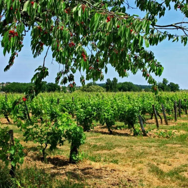 Domaine Grange Neuve Monbazillac 50cl - Latitude Wine & Liquor Merchant