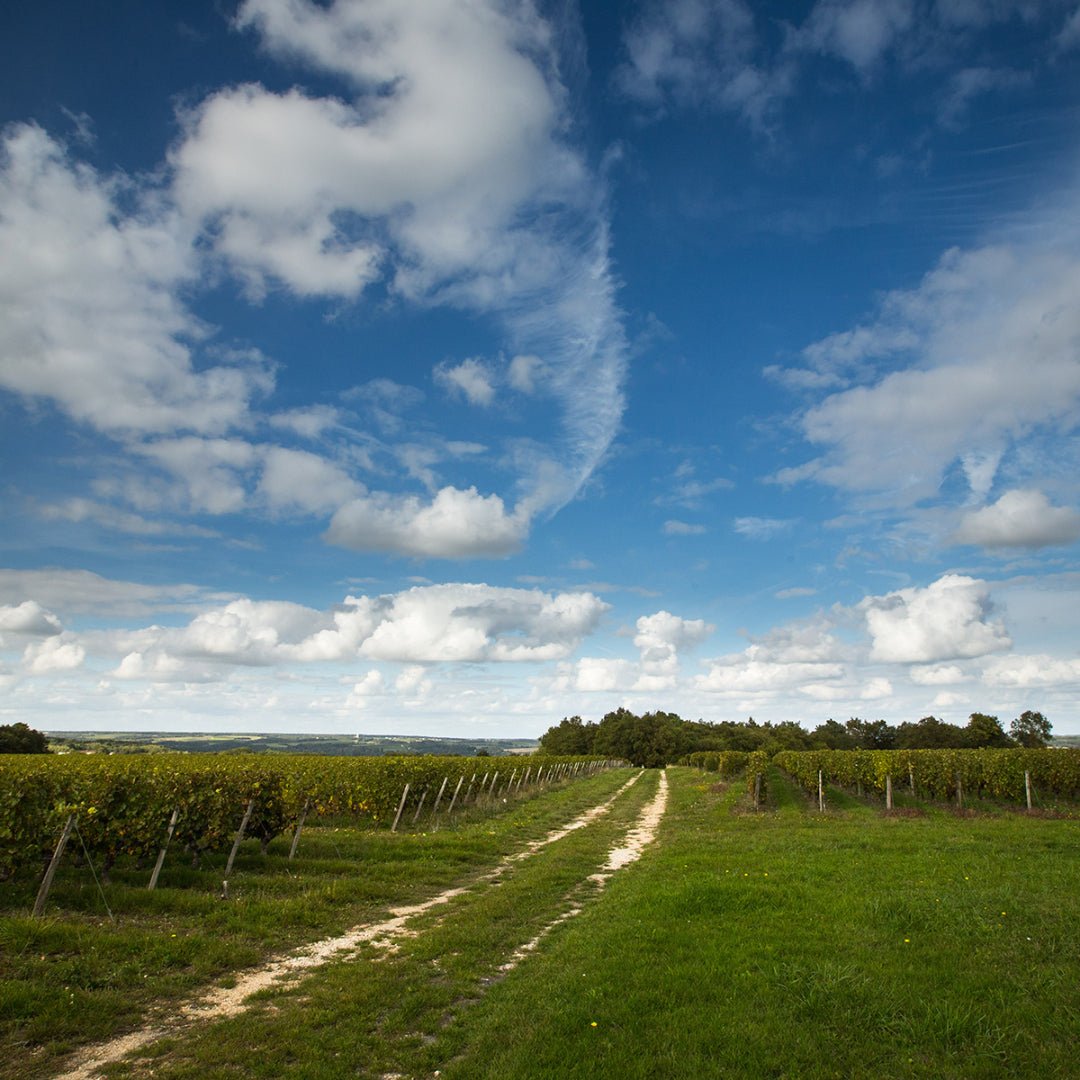 Domaine Joel Delaunay, `Casca Macération de Soif` Sauvignon Blanc Vin Orange - Latitude Wine & Liquor Merchant