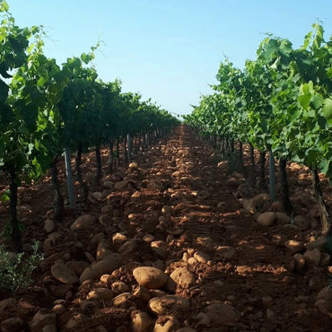 Domaine Lafond Roc - Epine Lirac Rouge - Latitude Wine & Liquor Merchant