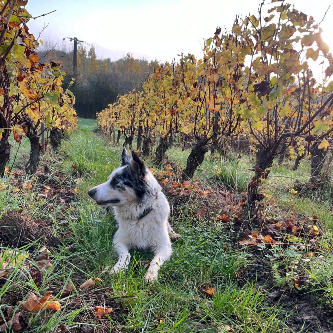 Domaine Michel Girard Sancerre - Latitude Wine & Liquor Merchant