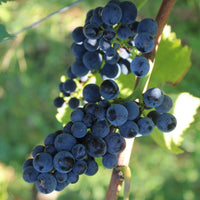 Domaine Mongeard - Mugneret Vosne - Romanee 1er Cru `Les Orveaux` - Latitude Wine & Liquor Merchant