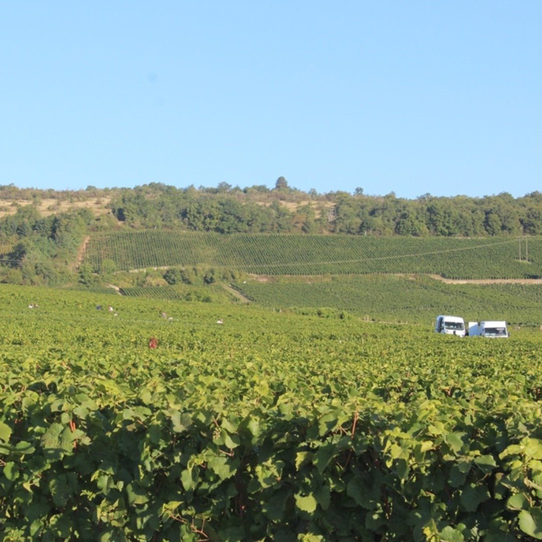 Domaine Mongeard - Mugneret Vosne - Romanee 1er Cru `Les Orveaux` - Latitude Wine & Liquor Merchant