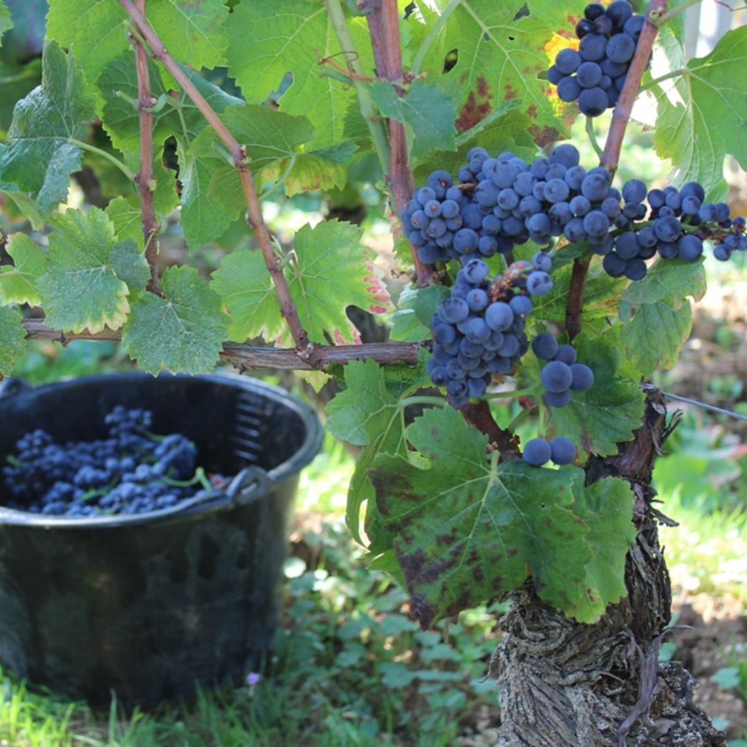 Domaine Mongeard - Mugneret Vosne - Romanee 1er Cru `Les Orveaux` - Latitude Wine & Liquor Merchant