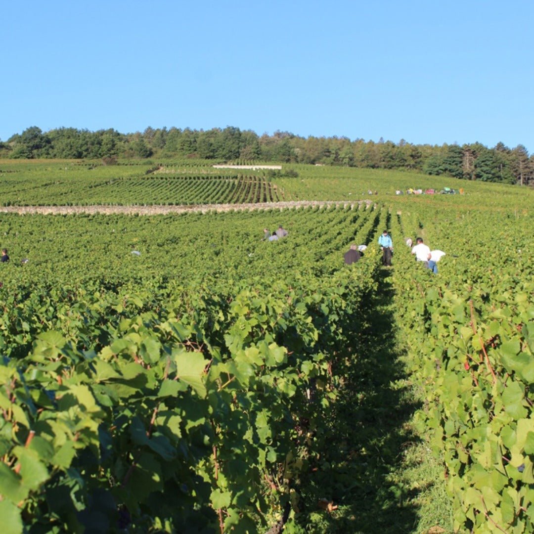 Domaine Mongeard - Mugneret Vosne - Romanee 1er Cru `Les Orveaux` - Latitude Wine & Liquor Merchant