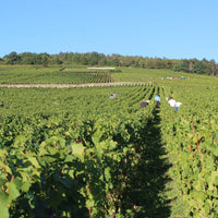 Domaine Mongeard - Mugneret Vosne - Romanee 1er Cru `Les Orveaux` - Latitude Wine & Liquor Merchant