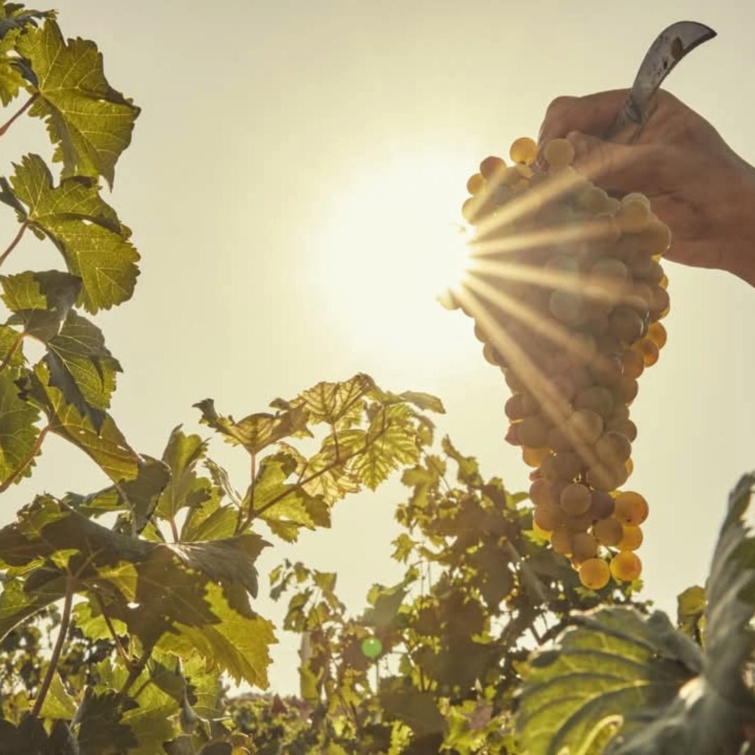 Domaine Papagiannakos Granatus Rose - Latitude Wine & Liquor Merchant