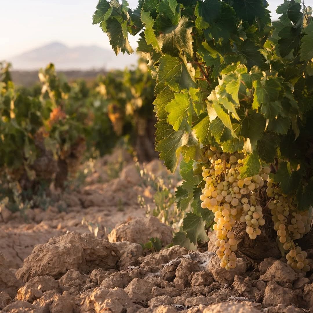 Domaine Papagiannakos Granatus Rose - Latitude Wine & Liquor Merchant