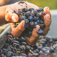 Domaine Trilles Calignan Vieille Vigne - Latitude Wine & Liquor Merchant