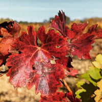 Domaine Trilles Calignan Vieille Vigne - Latitude Wine & Liquor Merchant