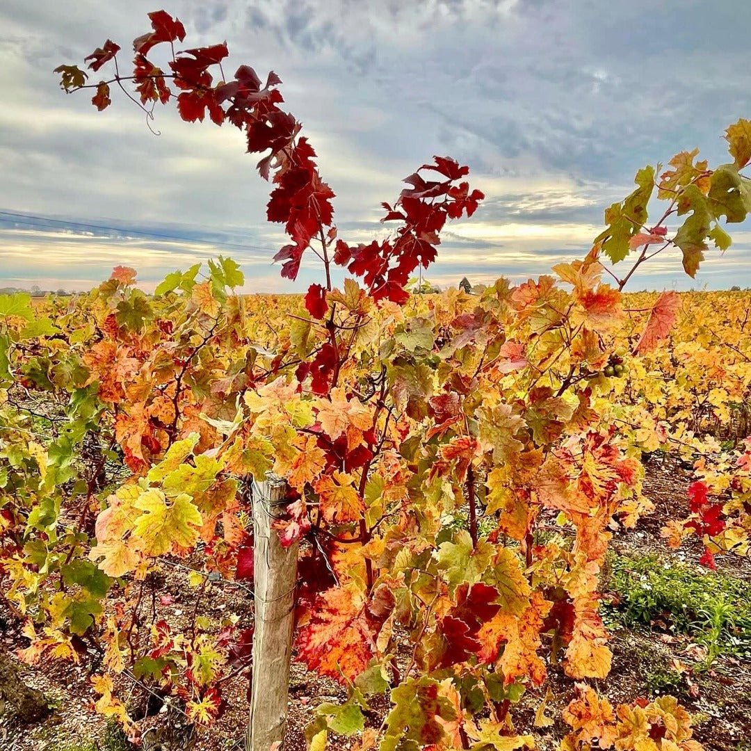 Domaine Trottieres Coteaux De Layon Les Ondines - Latitude Wine & Liquor Merchant