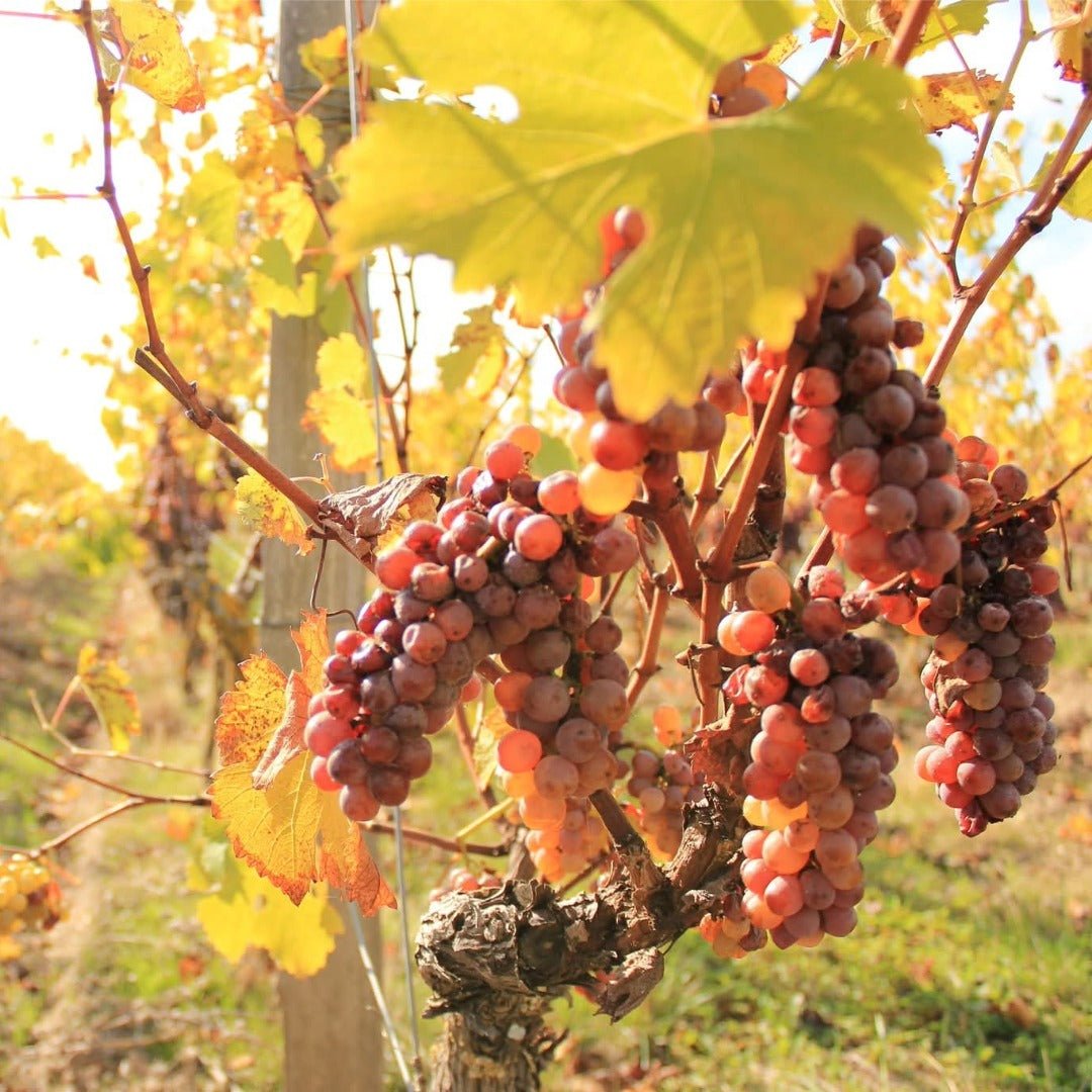 Domaine Trottieres Coteaux De Layon Les Ondines - Latitude Wine & Liquor Merchant