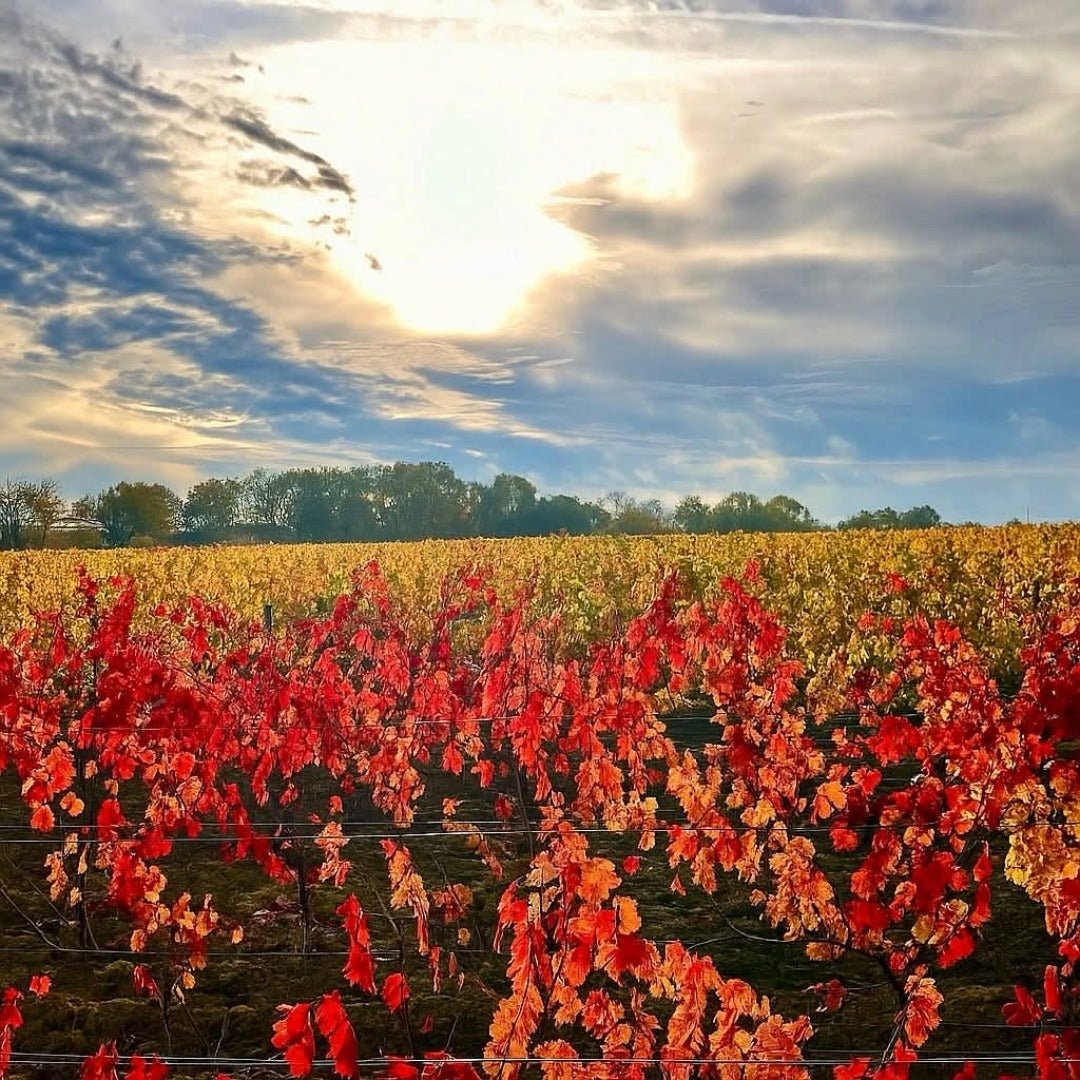 Domaine Trottieres Coteaux De Layon Les Ondines - Latitude Wine & Liquor Merchant