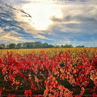 Domaine Trottieres Coteaux De Layon Les Ondines - Latitude Wine & Liquor Merchant