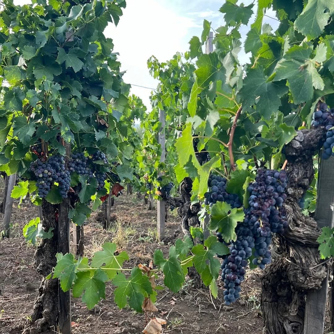 Donnafugata Sul Volcanico Etna Rosso - Latitude Wine & Liquor Merchant