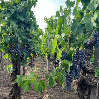 Donnafugata Sul Volcanico Etna Rosso - Latitude Wine & Liquor Merchant