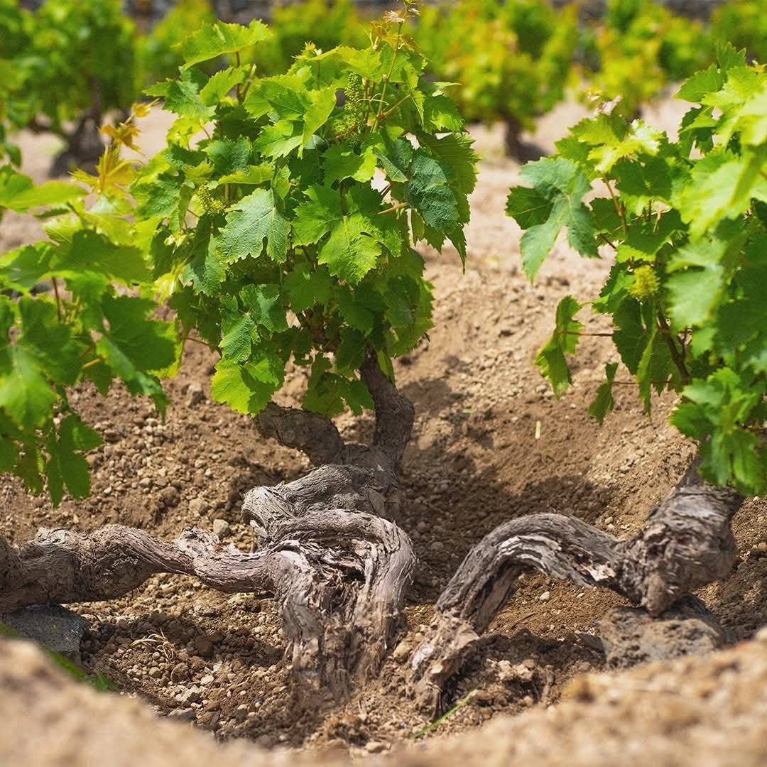 Donnafugata Sul Volcanico Etna Rosso - Latitude Wine & Liquor Merchant