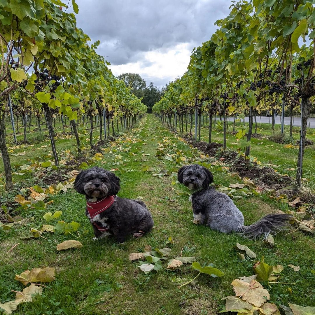 Dunesforde Vineyards Red - Latitude Wine & Liquor Merchant