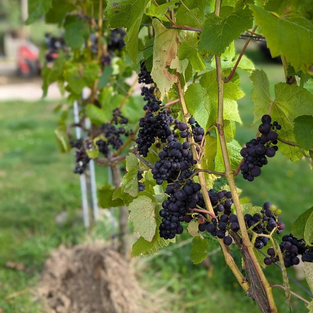 Dunesforde Vineyards Red - Latitude Wine & Liquor Merchant