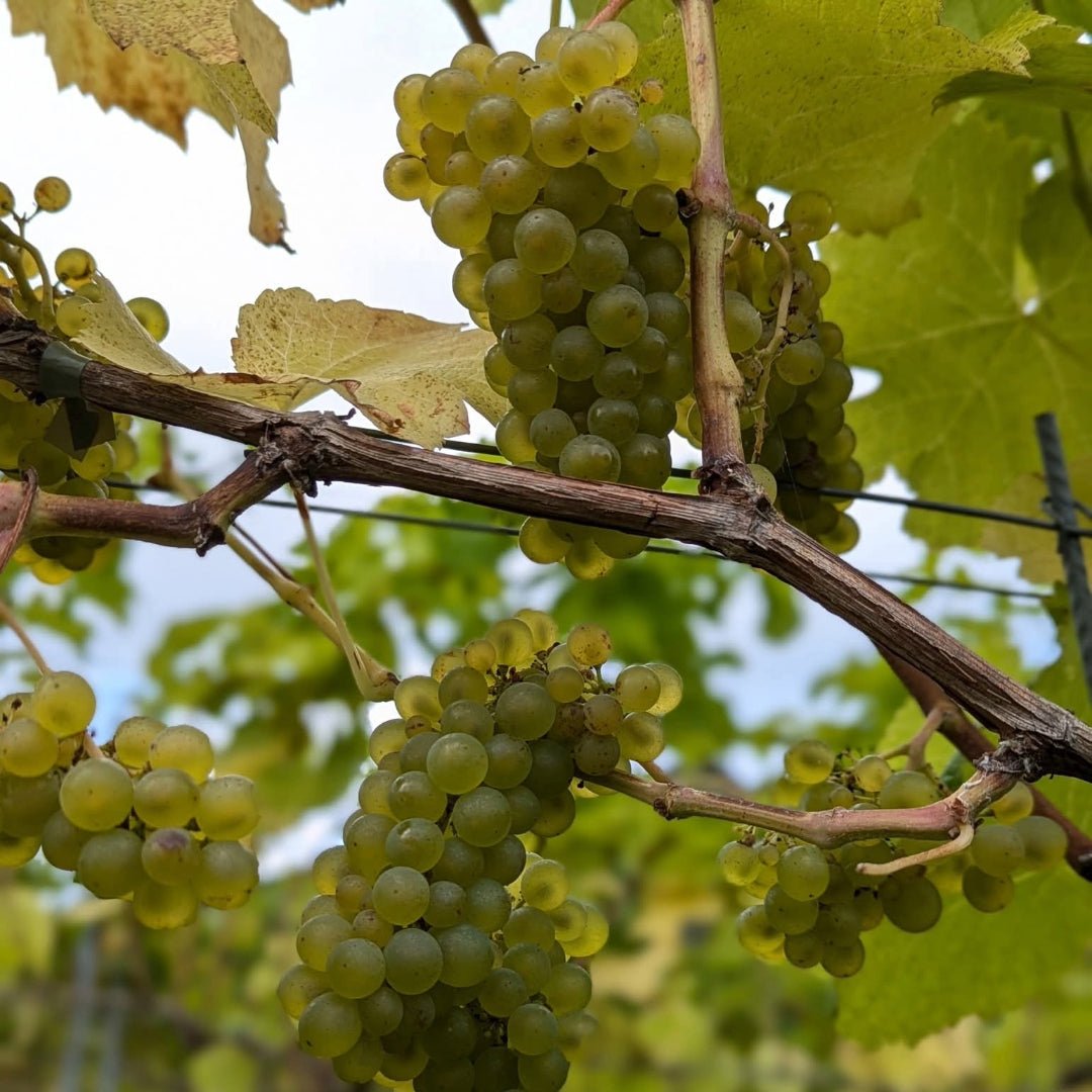 Dunesforde Vineyards Red - Latitude Wine & Liquor Merchant