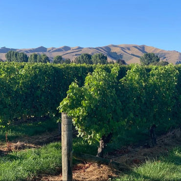 Earthsong Dillon's Point Sauvignon Blanc - Latitude Wine & Liquor Merchant